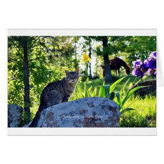 ~ Top Cat auf Rock~