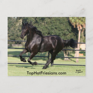 Top Hat Friesians Postkarte