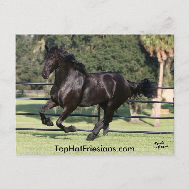 Top Hat Friesians Postkarte (Vorderseite)