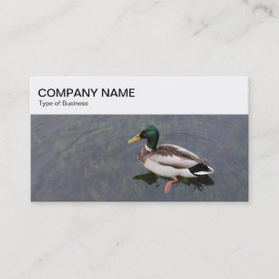 Top Panel - Mallard Duck Business Card Visitenkarte