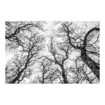 Tops von gekrönten, seltsamen Bäumen