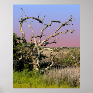 Topsail Insel-Strand-Baum Poster