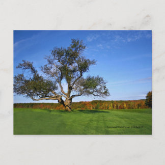Topsmead State Forest, Litchfield CT Postcard Postkarte