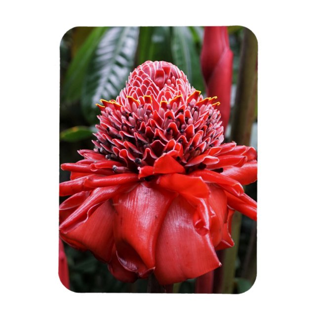 Torch Ginger Magnet (Vertikal)
