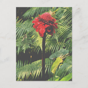 Torch Ginger Postkarte