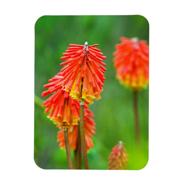 Torch Lily (Kniphofia Uvaria), Western Cape Magnet (Vertikal)