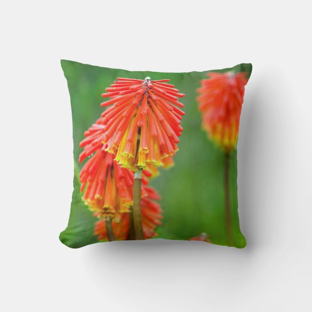 Torch Lily (Kniphofia Uvaria), Western Kap Kissen (Vorderseite)