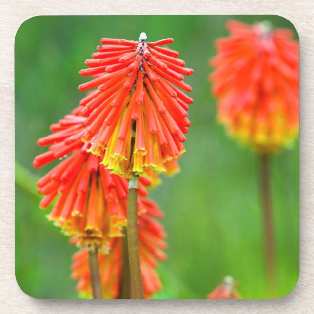 Torch Lily (Kniphofia Uvaria), Western Kap Untersetzer (Vorderseite)