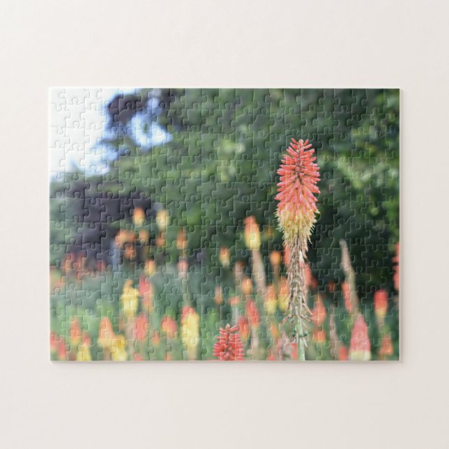 Torch Lily Red Hot Poker Blume Naturfotografie Puzzle (Horizontal)