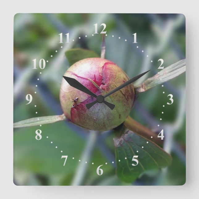 Torfknospe Quadratische Wanduhr (Vorderseite)