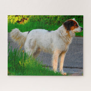 Tornjak-Hunde-Puzzles. Puzzle