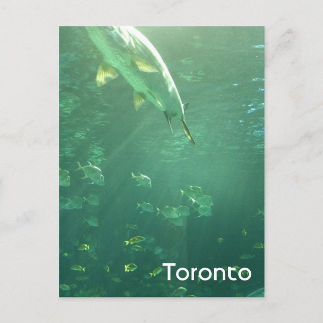 Toronto Aquarium Postcard Postkarte (Vorderseite)