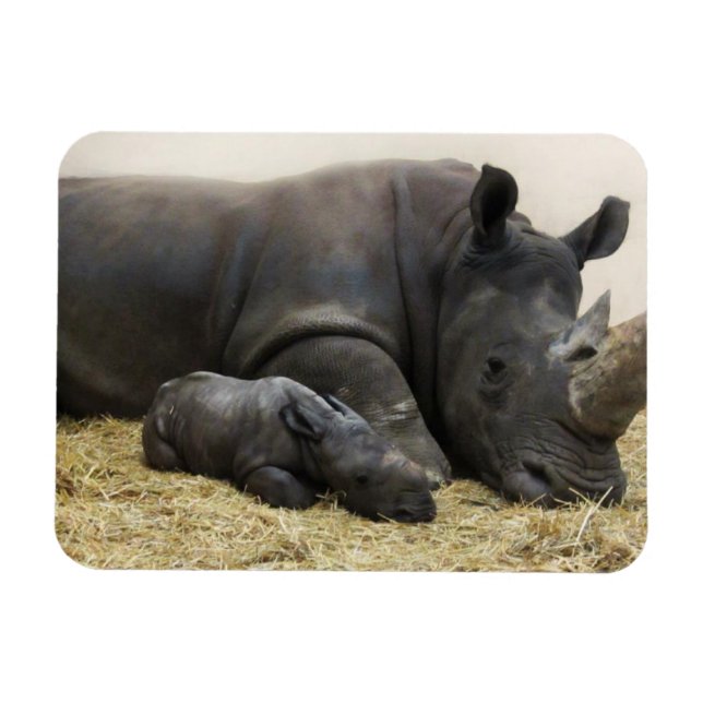 Toronto Zoo Baby-Rhino Magnet (Horizontal)