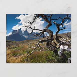 Torres del Paine National Park, fire damaged trees Postkarte