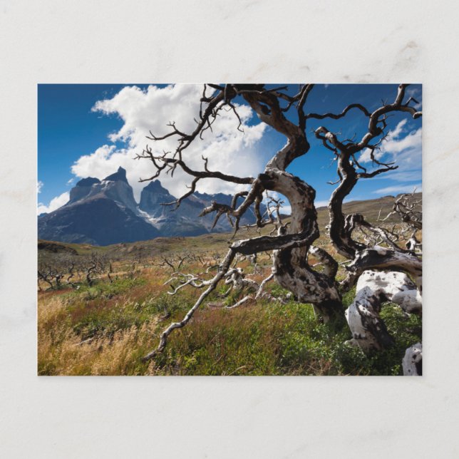 Torres del Paine National Park, fire damaged trees Postkarte (Vorderseite)