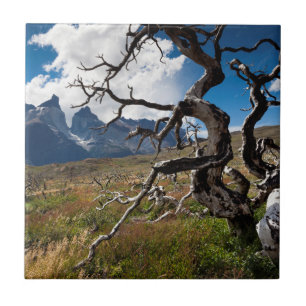 Torres del Paine Nationalpark, Feuer beschädigte B Fliese