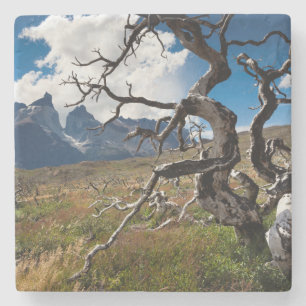 Torres del Paine Nationalpark, Feuer beschädigte  Steinuntersetzer