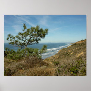 Torrey-Kiefer und kalifornische Küstenlandschaft Poster