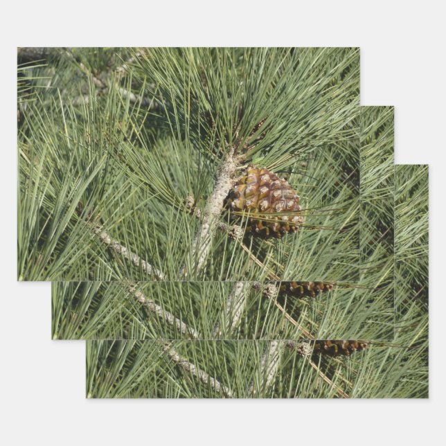 Torrey Pine Closeup California Botanical Geschenkpapier Set (Set)
