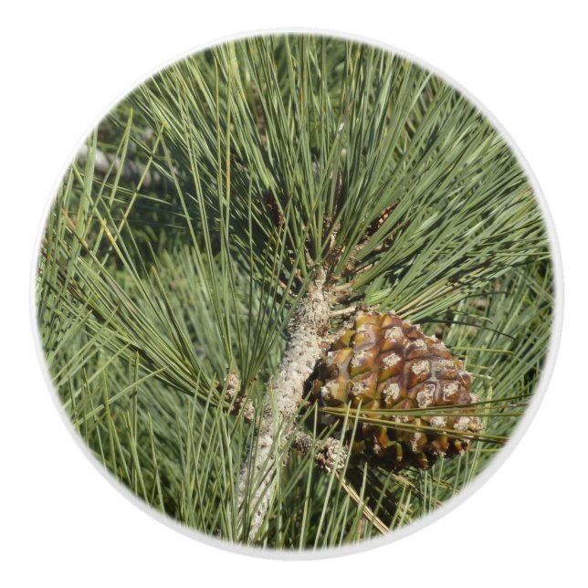 Torrey Pine Closeup California Botanical Keramikknauf (Vorderseite)
