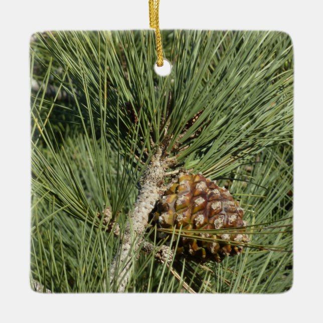 Torrey Pine Closeup California Botanical Keramikornament (Vorderseite)