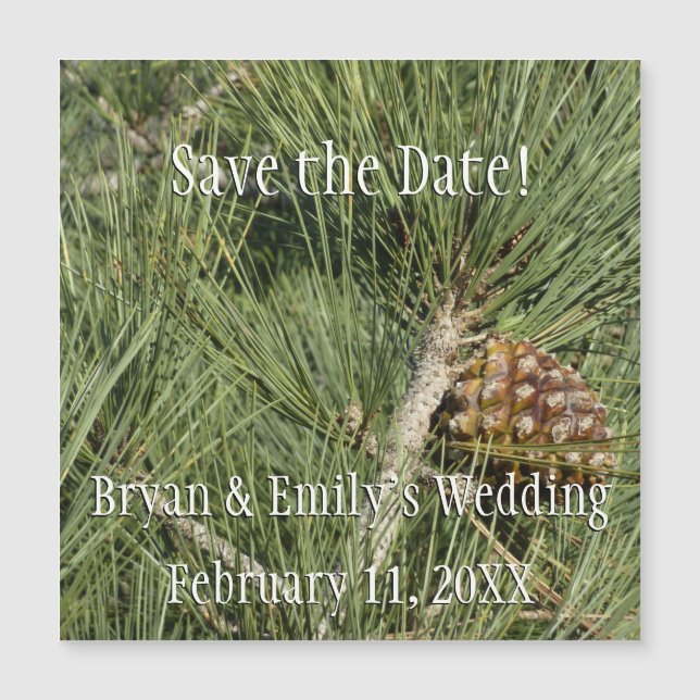 Torrey Pine Closeup California Botanical Magnetkarte (Vorderseite)