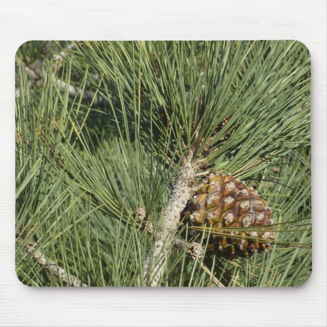 Torrey Pine Closeup California Botanical Mousepad (Vorne)