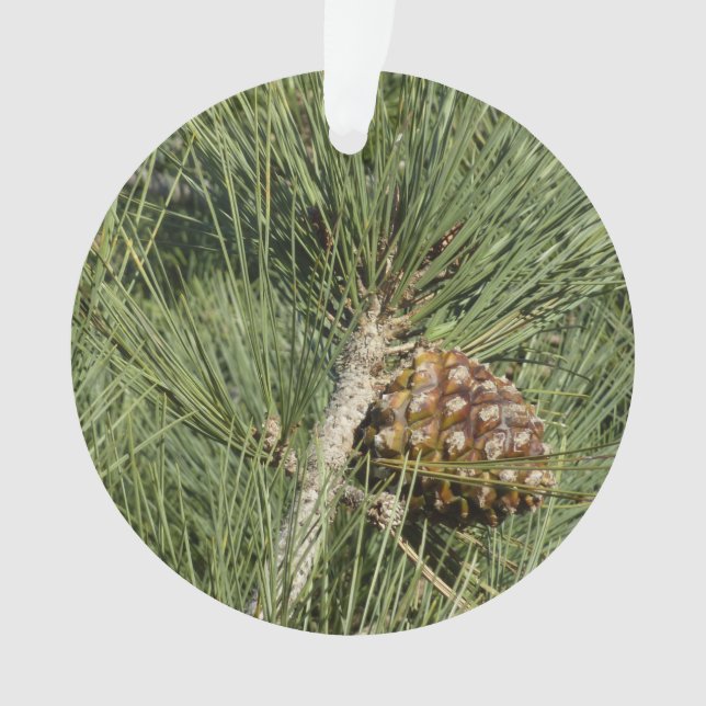 Torrey Pine Closeup California Botanical Ornament (Vorderseite)