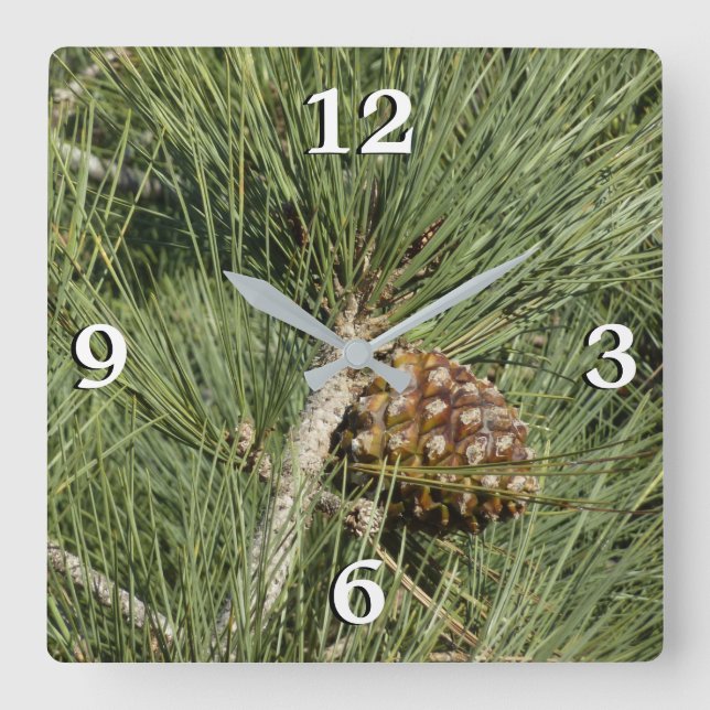 Torrey Pine Closeup California Botanical Quadratische Wanduhr (Vorderseite)