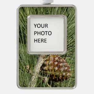 Torrey Pine Closeup California Botanical Rahmen-Ornament Silber