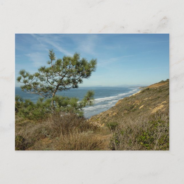 Torrey Pine und California Coastline Landschaft Postkarte (Vorderseite)