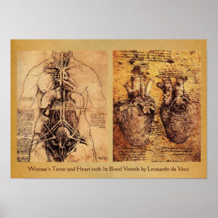 Torso/Herz der Frau und ihre Blutgefäße Poster