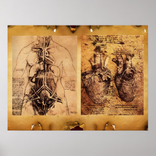 Torso/Herz der Frau und ihre Blutgefäße Poster