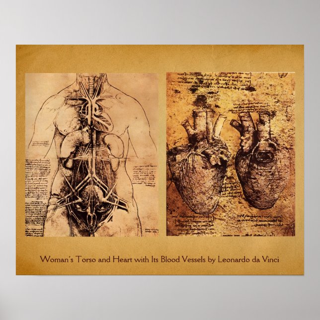 Torso/Herz der Frau und ihre Blutgefäße Poster (Vorne)
