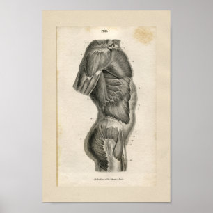 Torso-Muskel-Vintager Anatomie-Druck Poster
