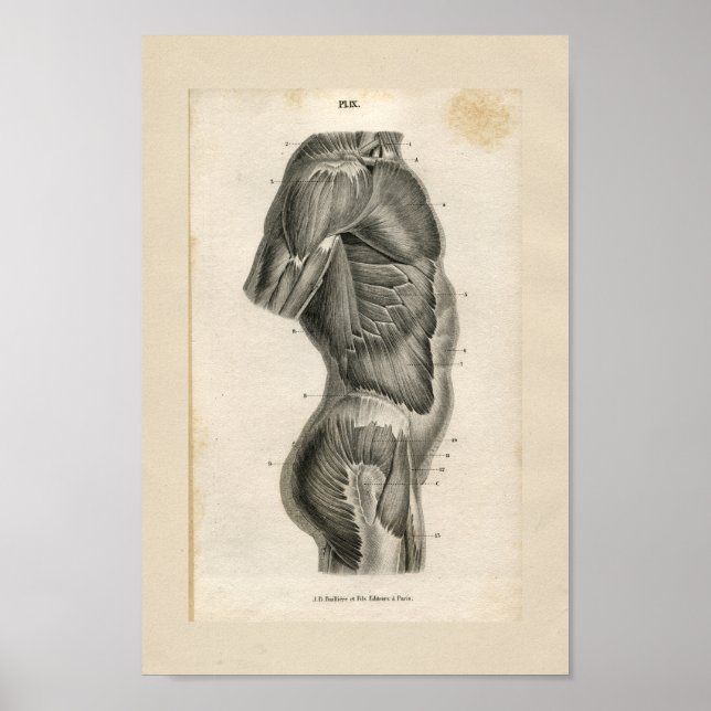Torso Muskeln Vintag Anatomie Druck Poster (Vorne)
