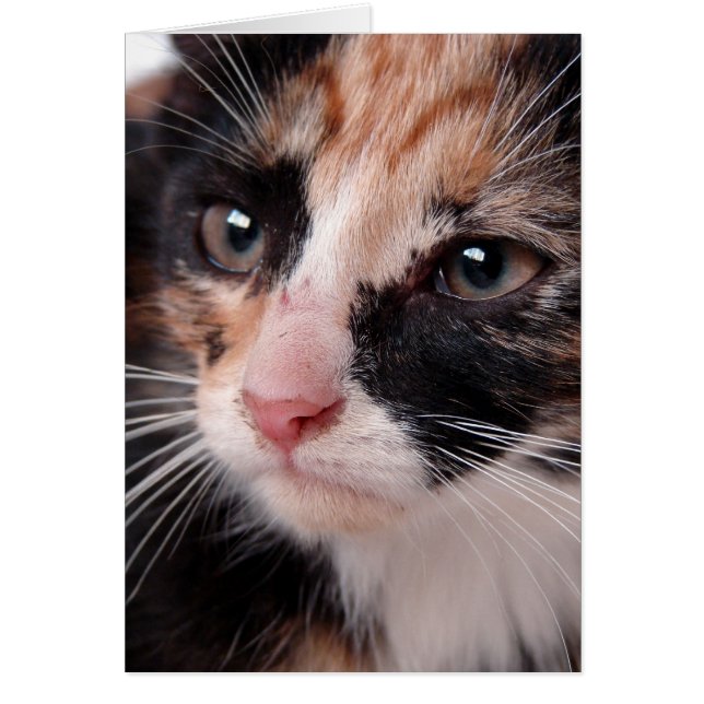 Torti Kitten Blank Inside Jedes Anlasses (Vorne)