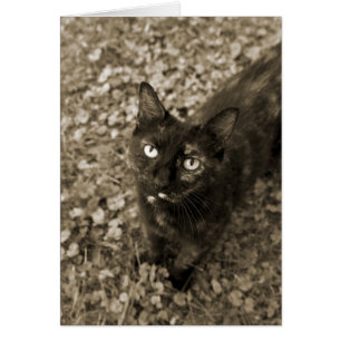Tortie Cat Cards