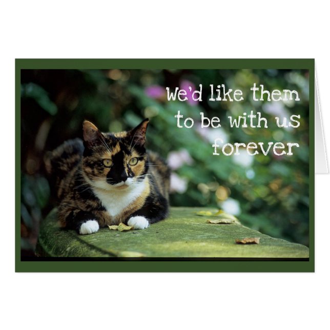 Tortie Cat on Garden Bench - Beileid (Vorderseite (Horizontal))