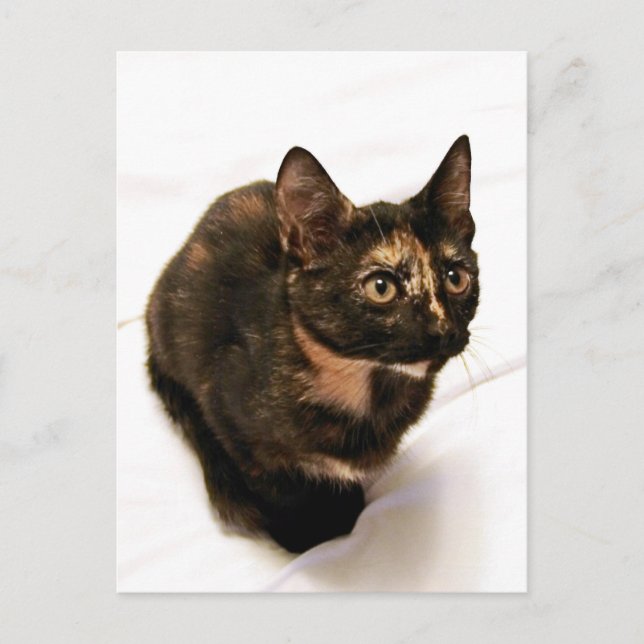 Tortitude Postcard Postkarte (Vorderseite)