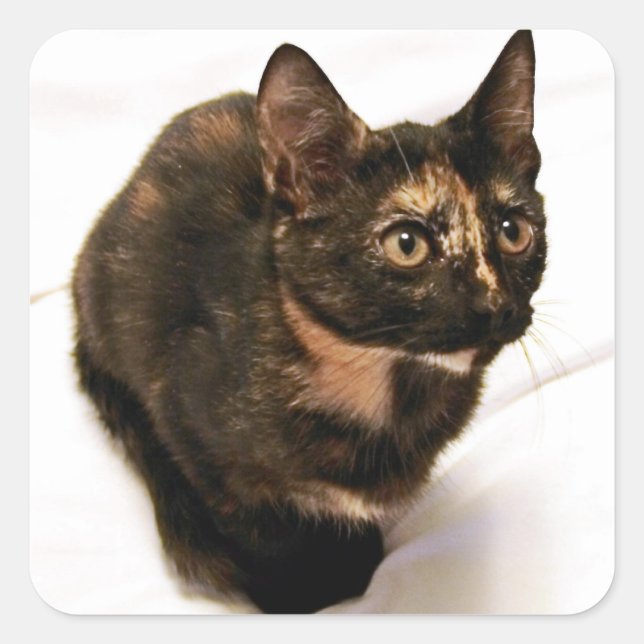 Tortitude Sticker (Vorderseite)