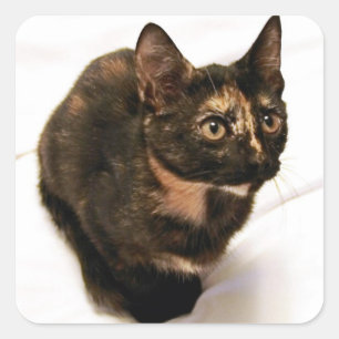 Tortitude Sticker