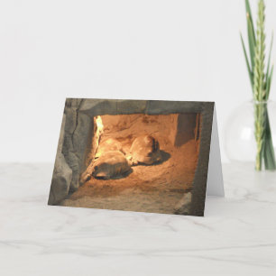 "Tortoise Cave" erhält Wohlfühlkarte Karte