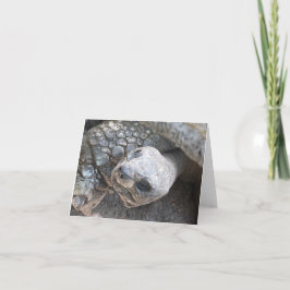 Tortoise Face auf einem leeren Notecard