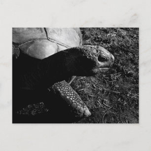 Tortoise Fotografie in Schwarz und Weiß Postkarte