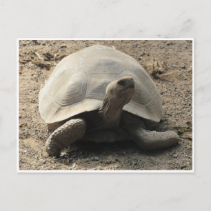 Tortoise galápagos postkarte