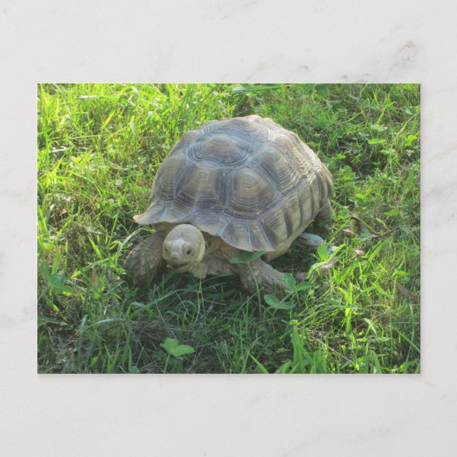 Tortoise im Gras Postkarte (Vorderseite)