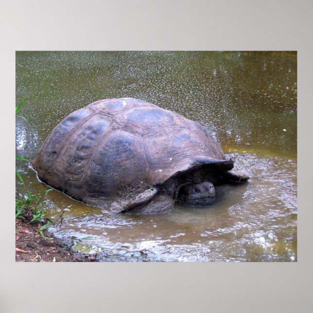 Tortoise im Mud Poster (Vorne)