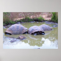 Tortoise im Schlamm