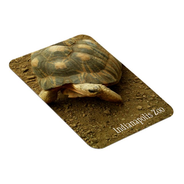 Tortoise im Zoo von Indianapolis Magnet (Rechte Seite)